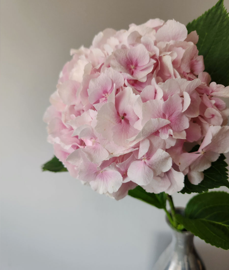 Wholesale Flowers Catalog Bulk Floral Supplies